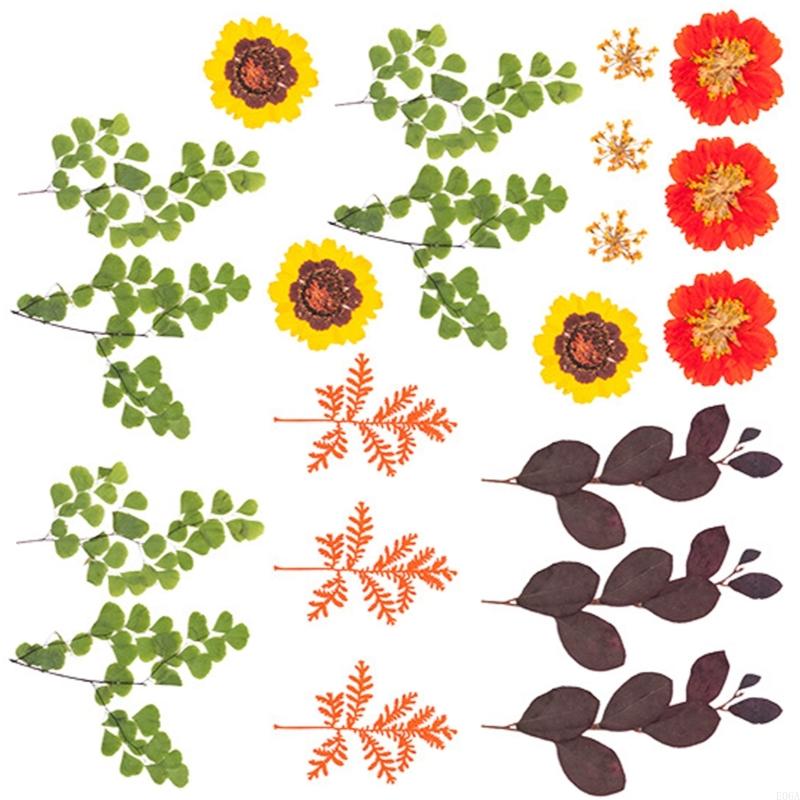 Natural Pressed Dried Flower F - Resin Craft Ideas review and price